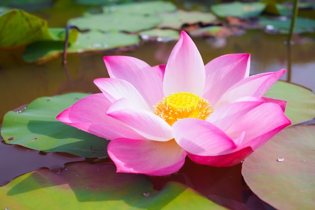 Hermosa Flor De Loto Rosa En El Río Foto Premium