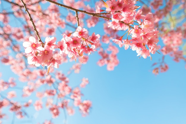 Hermosa Flor De Sakura (flor De Cerezo) En Primavera. Flor Del árbol De ...