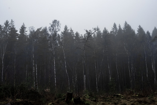 Hermosa Foto De Un Bosque Con Altos Rboles Y Plantas Con Un Cielo