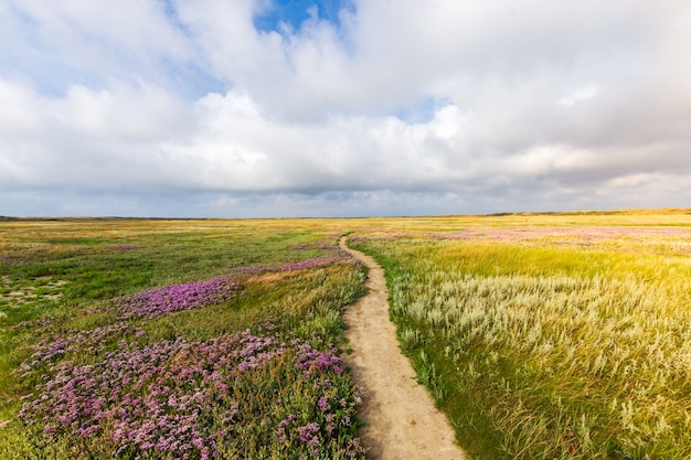 Hermosa foto de un camino estrecho en medio del campo de hierba con flores bajo un cielo nublado Foto gratis