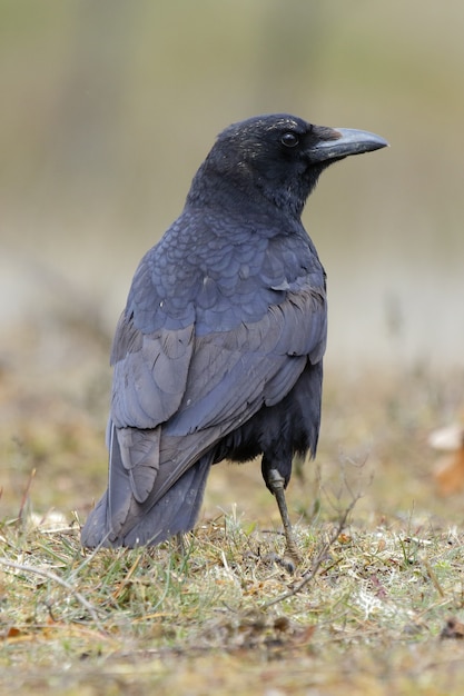 Hermosa foto de un cuervo negro de pie en el campo | Foto Gratis