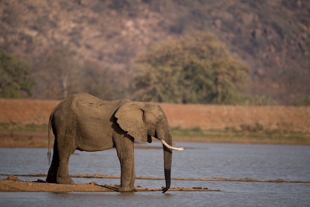 Hermosa Foto De Un Elefante Africano Bebiendo Agua En El Lago Foto Gratis