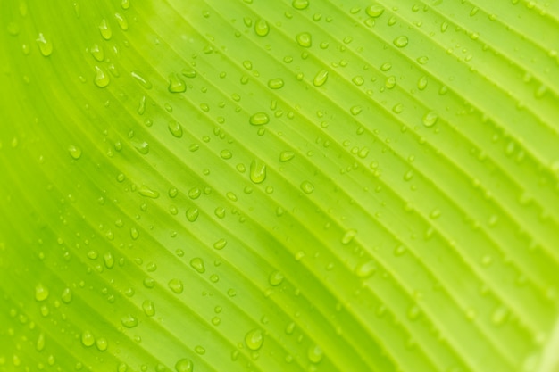 Hermosa hoja de plátano verde con gotas de agua Foto Premium