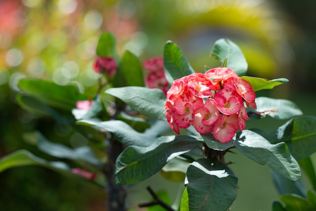 Hermosas Flores De Corona De Espinas O Espinas De Cristo