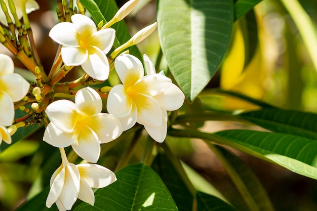 Resultado de imagen de imagenes de flores exoticas hermosas