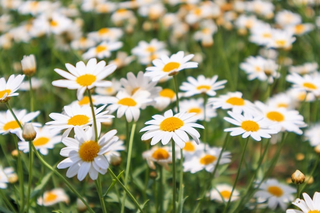 Hermosas Flores De Manzanilla Blanca En Prado Verde Foto Premium