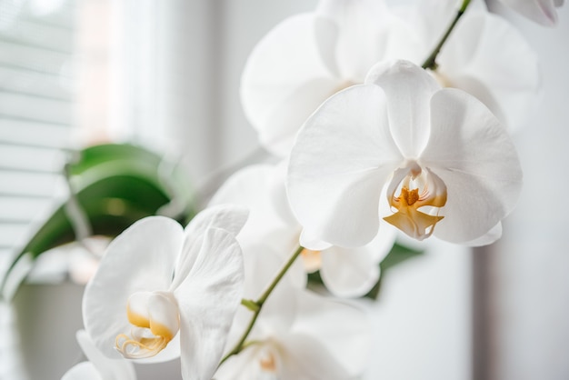 Hermosas Flores De Orqu Deas Blancas C Mo Cultivar Y Cuidar Las