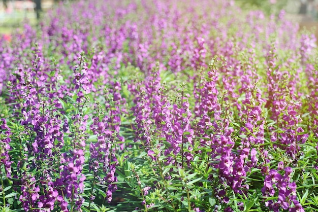 Hermosas Flores Violetas Purpura Angelina Con Luz Solar En El