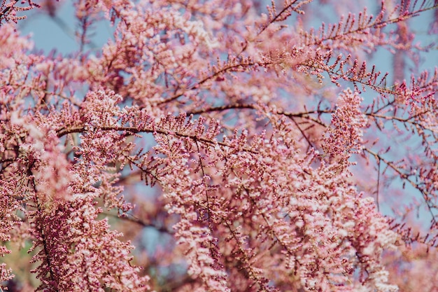 Hermoso árbol con pequeñas flores rosas en un día soleado  Foto 