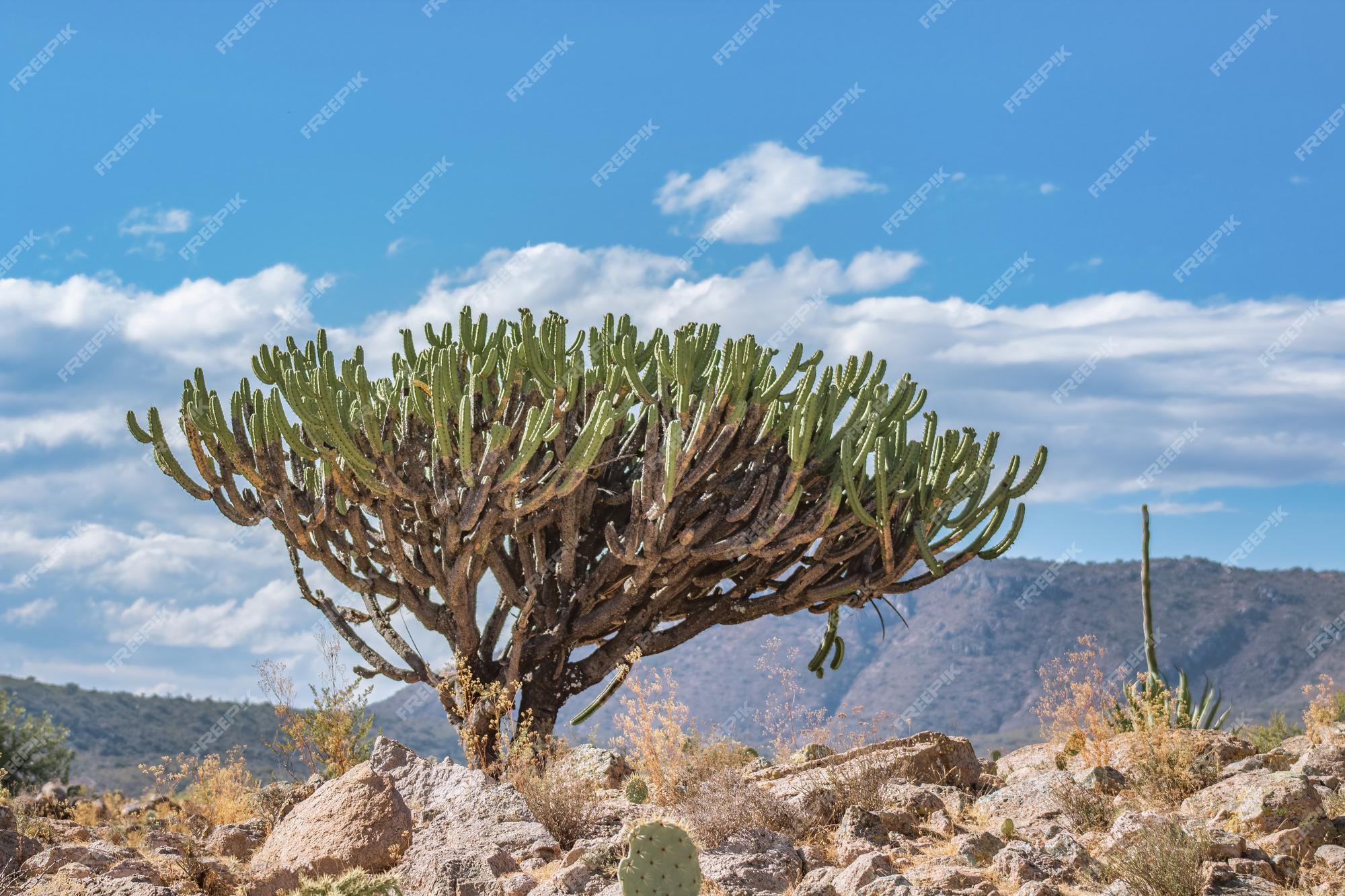 Hermoso cactus garambullo con cielo de fondo en semidesierto | Foto Premium