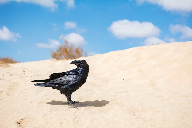 Alas negras...  y Dunas  --- Cuervos  Sylva Arena Hermoso-cuervo-negro-posado-arena-desierto_130088-17