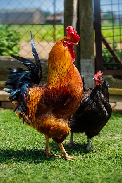 Hermoso gallo y gallina enamorada caminando sobre la hierba verde ...