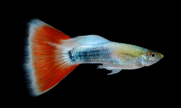 Hermoso guppy aislado en espacio negro Foto Premium 