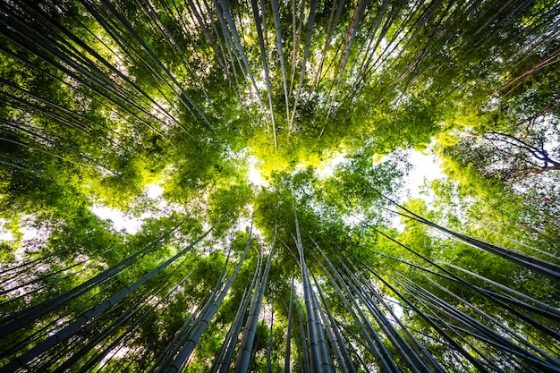 Hermoso paisaje de arboleda de bambú en el bosque en arashiyama kyoto Foto gratis