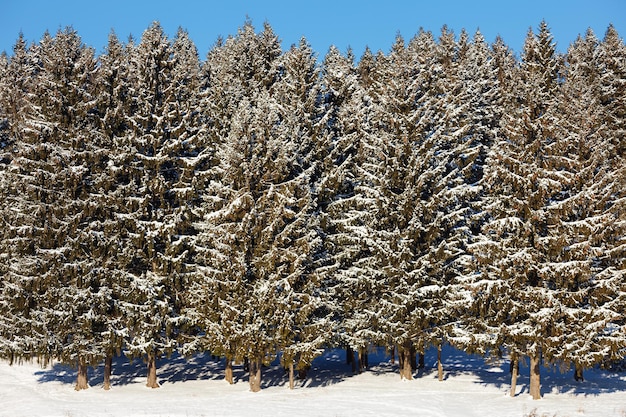 Hermoso Paisaje Invernal Con Abetos Cubiertos De Nieve Foto Premium 5137