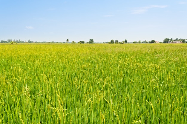 Hermoso Paisaje Natural De Campos De Arroz Verdes En Las Zonas Rurales