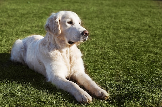 Hermoso perro golden retriever tumbado en la hierba en un día soleado de verano Foto Premium