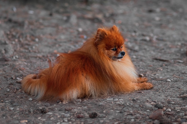 Hermoso Perro Pequeno Spitz Aleman Rojo Se Encuentra En La Calle En La Naturaleza Foto Premium