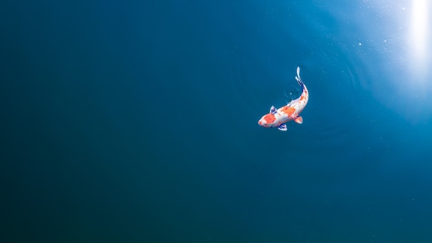 El hermoso pez carpa koi nadando en el río claro coloridas carpas