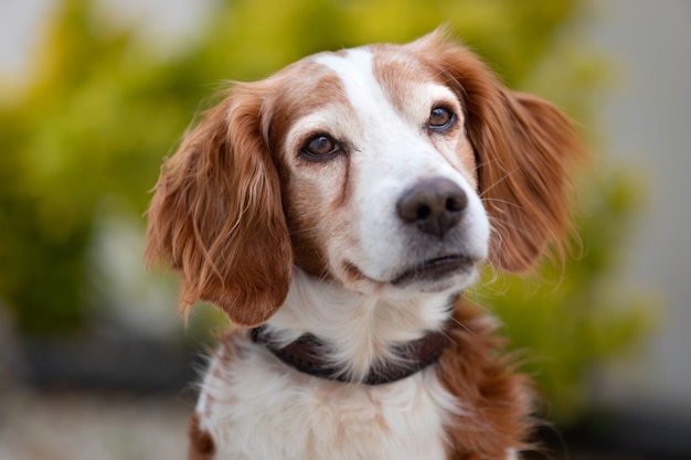 Hermoso retrato de un perro blanco y marrón | Foto Premium