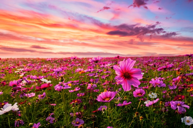 Hermoso Y Sorprendente Del Paisaje De Campo De Flores De Cosmos En