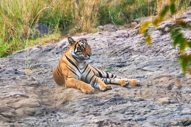 Hermoso Tigre De Bengala Real Descansando En El Parque Nacional