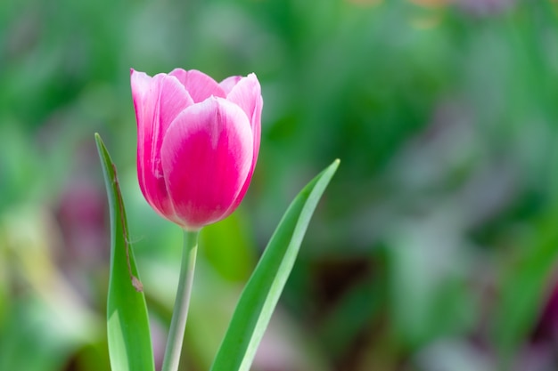 Hermoso tulipán rosa en el jardín | Foto Premium