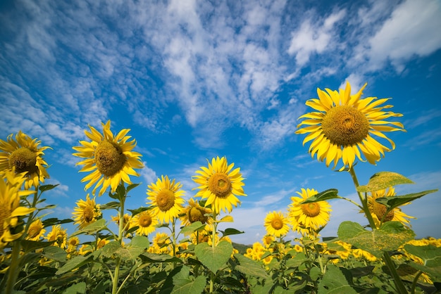 Hermosos Girasoles En El Campo Con Cielo Azul | Foto Premium