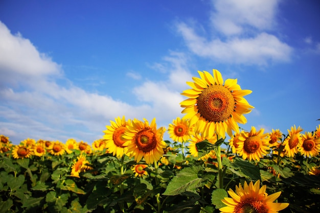 Hermosos girasoles con cielo. | Foto Premium