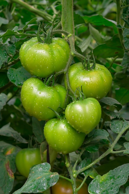 Hermosos Tomates Reliquia Maduros Rojos Cultivados En Un Invernadero ...