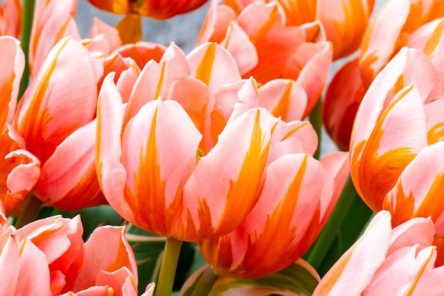 Hermosos tulipanes en el mercado de las flores en amsterdam. flora 