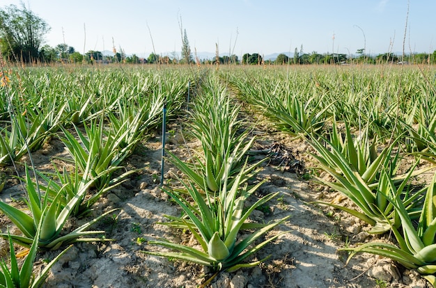 Hierba En El Cultivo De Campo De Plantaci N De Planta De Aloe Vera Granja Y Agricultura En