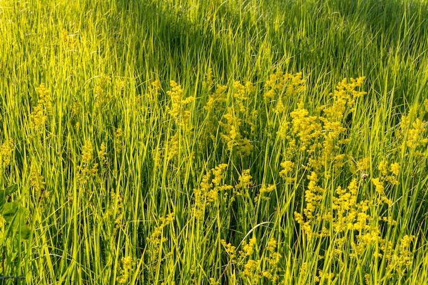 Hierba Verde Alta En El Campo Foto Premium