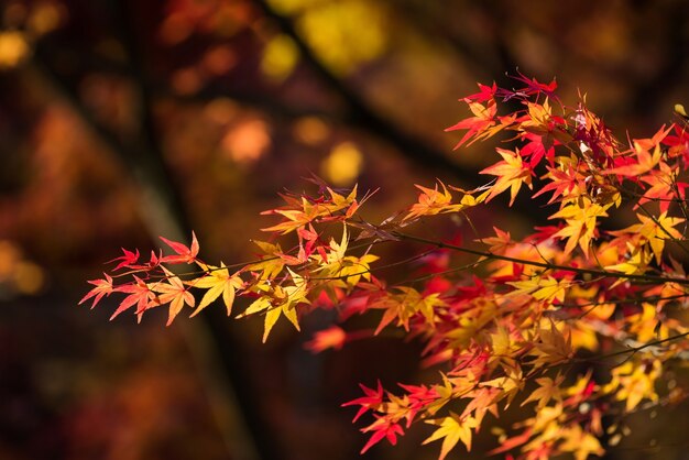 Hoja de arce otoñal con fondo bokeh follaje al atardecer en otoño ...