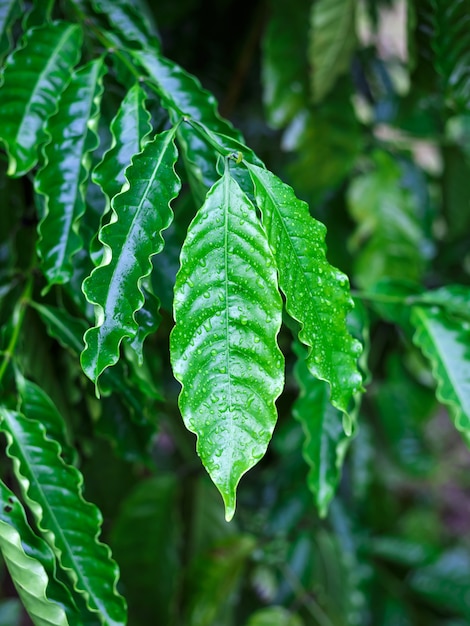 Hoja de café robusta con gota de rocío en el jardín de café | Foto Premium