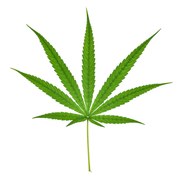 лист марихуаны похож на лист