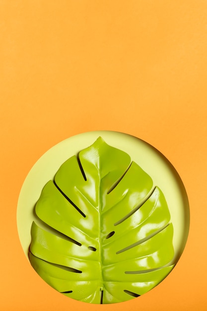 Hoja Verde Con Fondo Naranja Y Espacio De Copia Foto Gratis