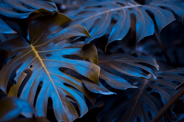 Hojas botánicas de monstera Foto gratis