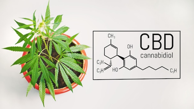 Hojas de marihuana con estructura química cbd fórmula de cannabis cbd