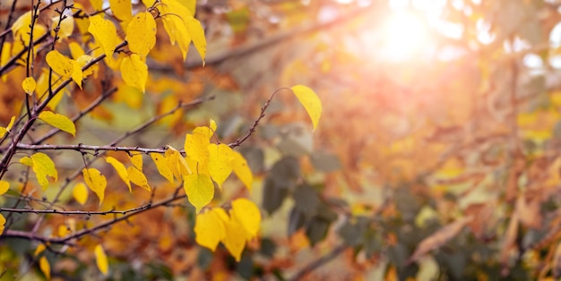 Hojas de otoño amarillas en el bosque en un árbol sobre un fondo