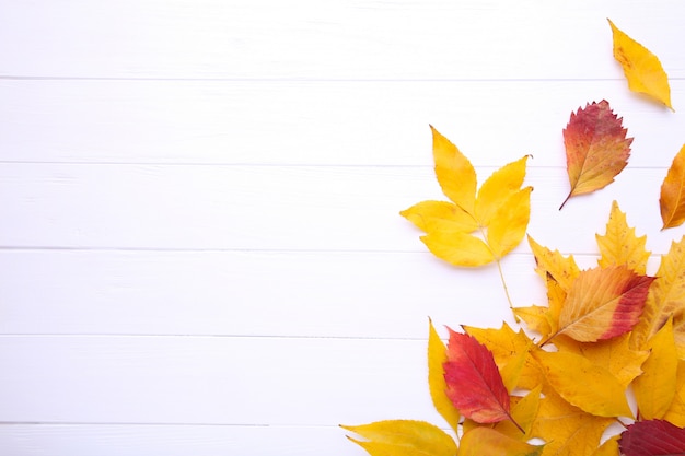 Hojas de otoño rojas y anaranjadas en la tabla blanca Foto Premium