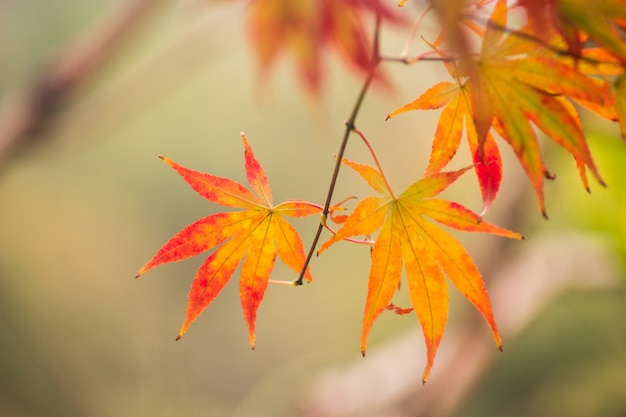 Hojas Secas De Otoño Foto Gratis 