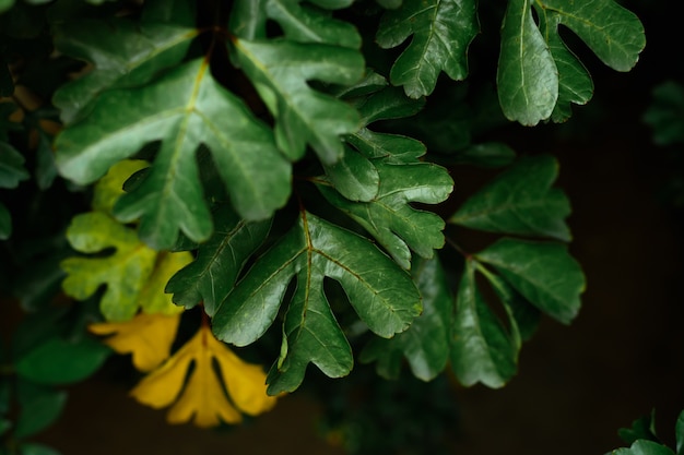 Las Hojas Tropicales Texturizan El Follaje Verde Oscuro Concepto Del