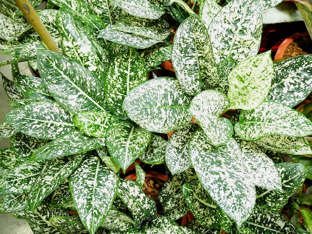 Hojas Verdes Blancas De Plantas De Aglaonema Nombre Com N Aglaonema Nombre Cient Fico Aglaonema