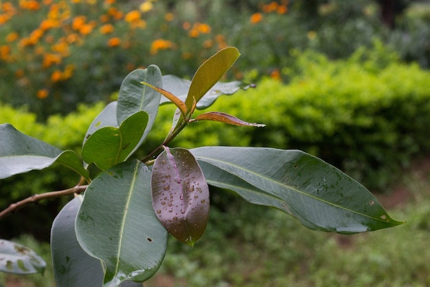 Gotas de agua sobre la hoja | Descargar Fotos gratis