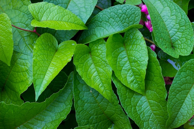 Gotas de agua sobre la hoja | Descargar Fotos gratis