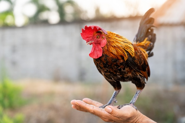 Hombre Tailandes Sosteniendo Y Entrenando Un Gallo De Pollo En Sus