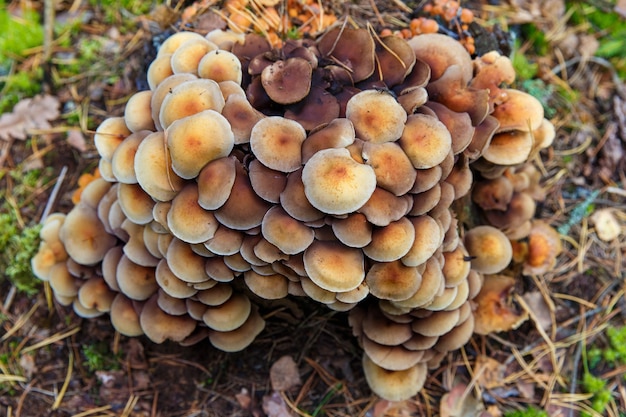 Hongo De Miel Armillaria Mellea Seta En Un Bosque Foto Premium