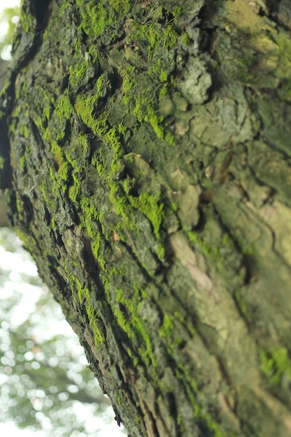 Hongo Verde En El Arbol Foto Premium