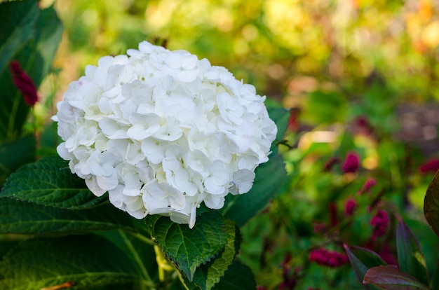 Alberiresistenti Al Freddo Intenso Giardinaggio